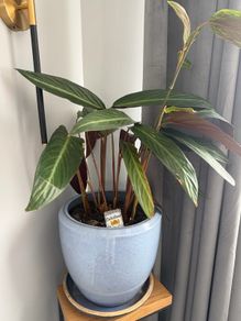 ceramic pot