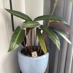 ceramic pot