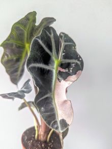 Alocasia Varigated Polly Plant