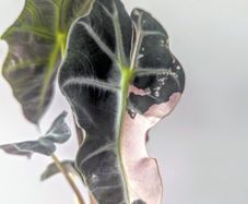 Alocasia Varigated Polly Plant