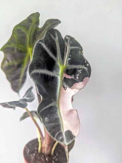 Alocasia Varigated Polly Plant