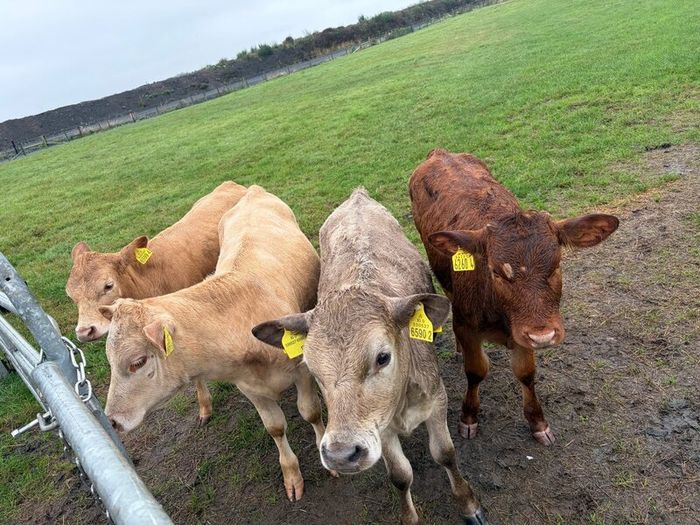 3 charolaise &1 lim heifer 6 months old