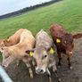 3 charolaise &1 lim heifer 6 months old Image 3