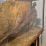antique taxidermy pheasant Image 5