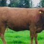 Incalf Heifer sale 3rd October 2026 Balla Mart Image 4