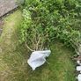 Jasmine bush Image 2