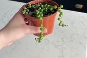 String of pearls house plant succulent