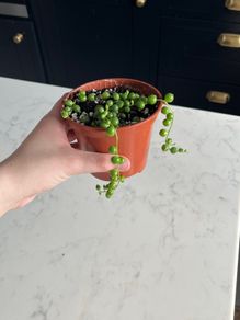 String of pearls house plant succulent