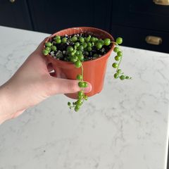 String of pearls house plant succulent