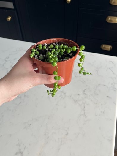 String of pearls house plant succulent