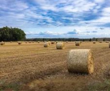 Round Bales of Hay
