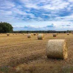 Round Bales of Hay