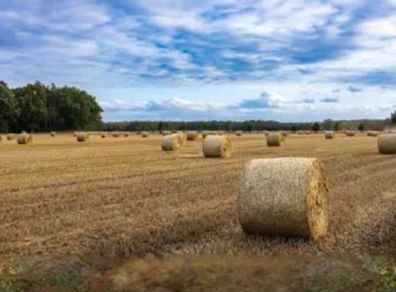 Round Bales of Hay