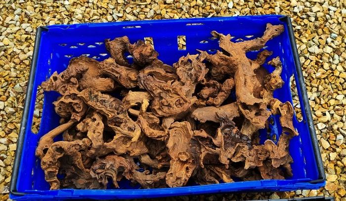Small Bogwood