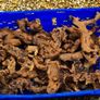 Small Bogwood Image 6