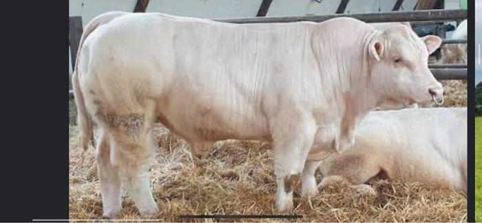 In calf Limousine x bb heifer