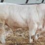 In calf Limousine x bb heifer Image 6