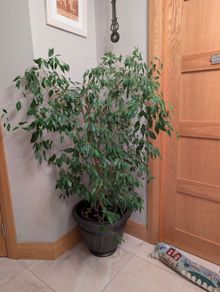 Ficus Benjamin