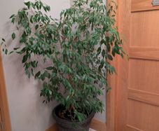 Ficus Benjamin