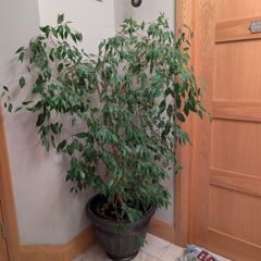 Ficus Benjamin