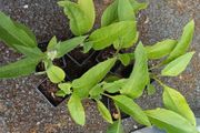 Comfrey ( Symphytum officinale) 9 cm Pot