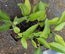 Comfrey ( Symphytum officinale) 9 cm Pot