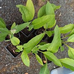 Comfrey ( Symphytum officinale) 9 cm Pot