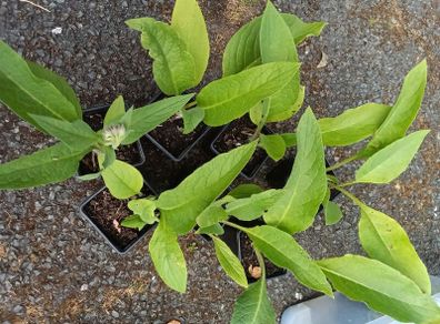 Comfrey ( Symphytum officinale) 9 cm Pot