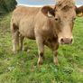 Quality CHX Heifers Mohill Mart Saturday 26th Sept Image 7