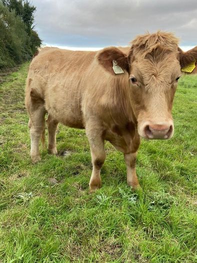 Quality CHX Heifers Mohill Mart Saturday 26th Sept