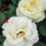 Quality Roses just 15 euro Image 4
