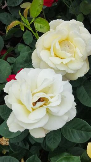 Quality Roses just 15 euro
