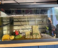 Large fish tank