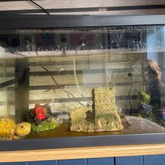 Large fish tank