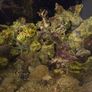 marine fish tank Image 3