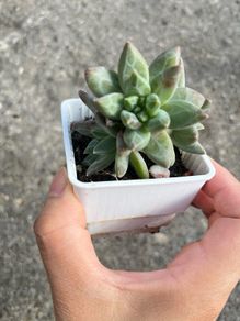 plant