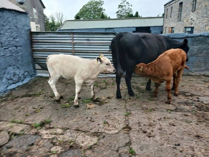 6 AAx first calvers