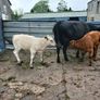 6 AAx first calvers Image 5