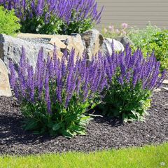 (S) Woodland Sage Seeds 0.1g
