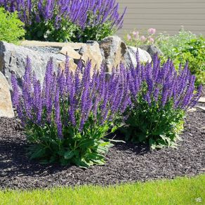 (S) Woodland Sage Seeds 0.1g
