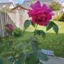 Rose plant Image 2