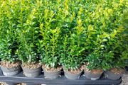 Box Hedging