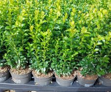 Box Hedging
