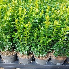 Box Hedging
