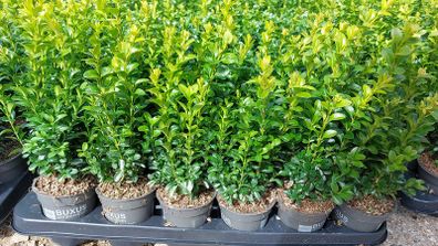 Box Hedging