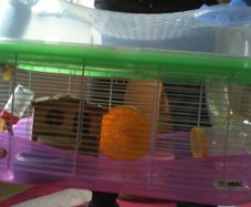 Hamster Cage