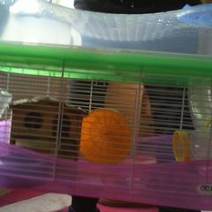 Hamster Cage