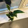 1 Snake plant with wave Image 3