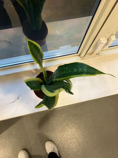 1 Snake plant with wave
