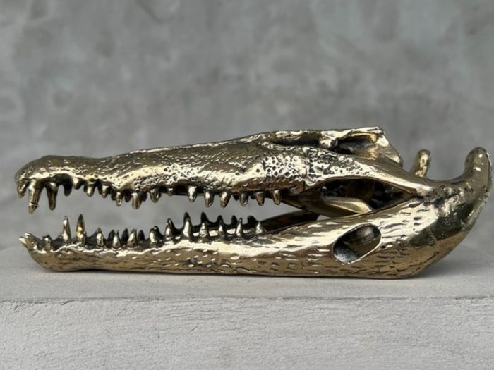 Saltwater Crocodile Skull - Polished Bronze